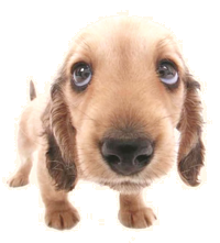 The King of the Kennel